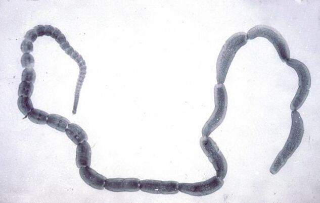 Agurkų kaspinuočiai